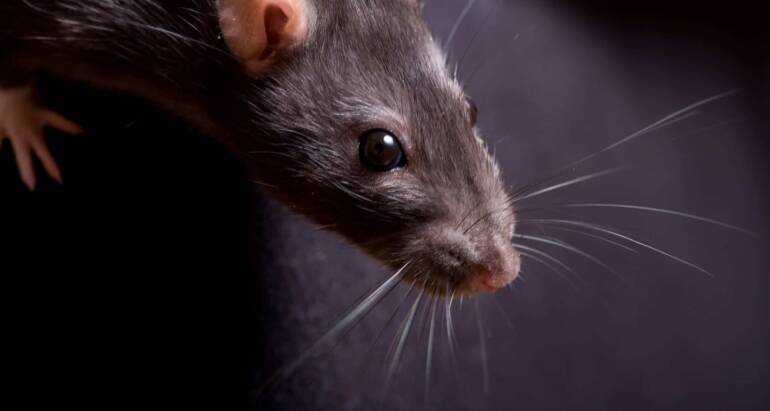 Szczur – jak rozpoznać jego obecność i się go pozbyć?