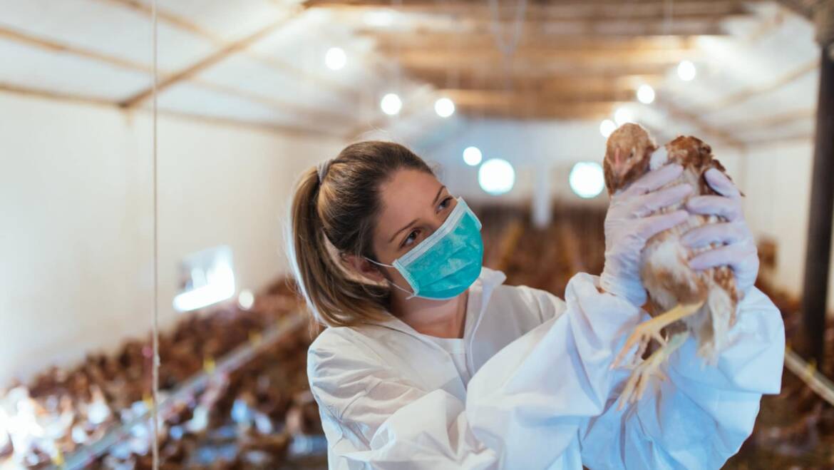 Zwalczanie ptasiej grypy