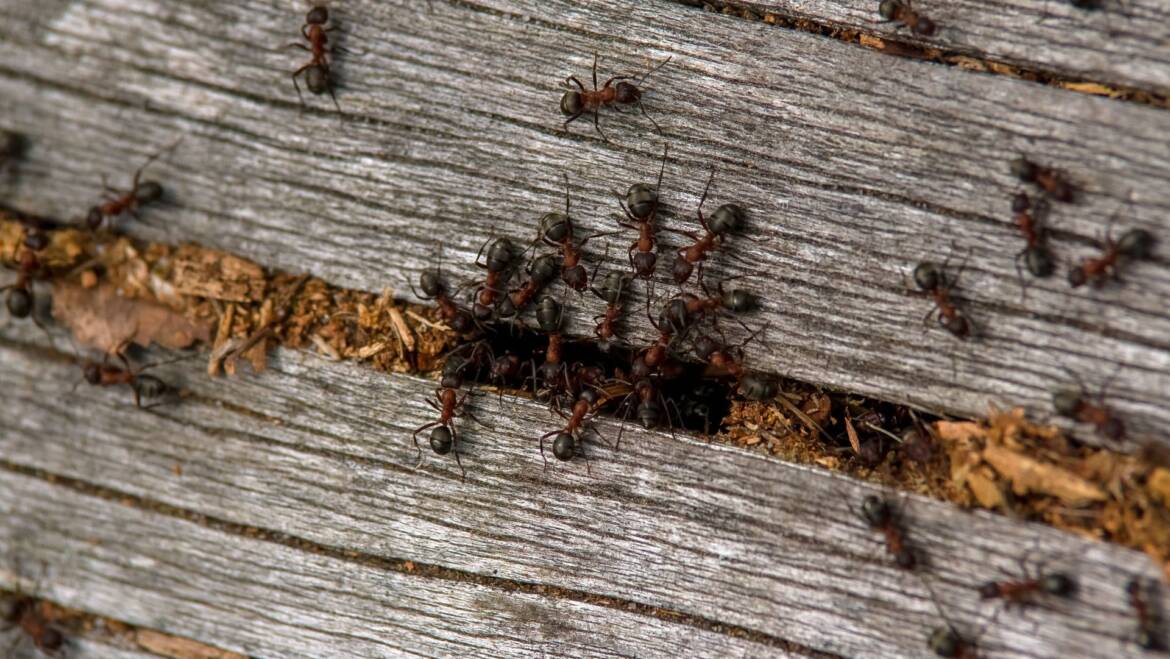 Mrówka i sekrety jej życia: od zachowania społecznego po zagrożenia dla gospodarstwa domowego