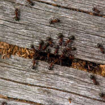 Mrówka i sekrety jej życia: od zachowania społecznego po zagrożenia dla gospodarstwa domowego