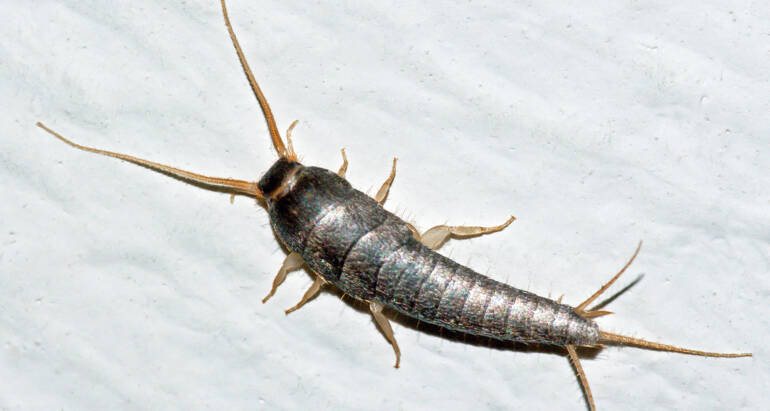 Rybik cukrowy (Lepisma saccharina) – komensal człowieka