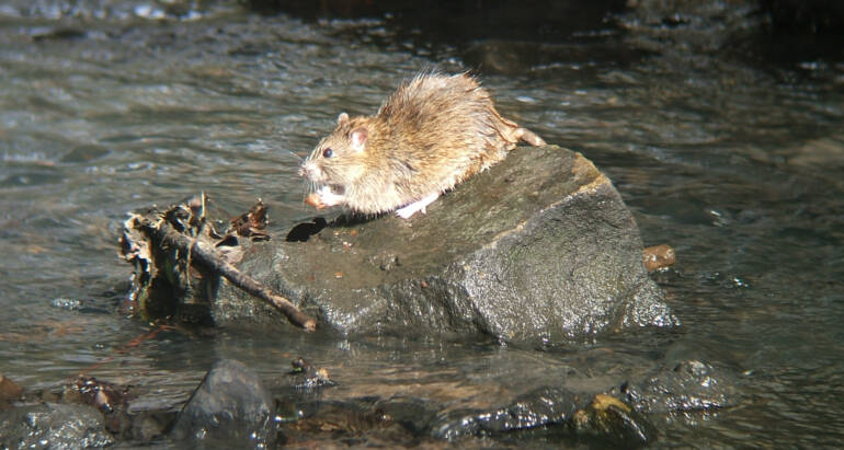 Szczur wędrowny (Rattus norvegicus): fascynujący intruz