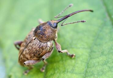 Słonik orzechowiec (Curculio nucum) – Średniej Wielkości Chrząszcz