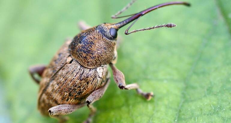 Słonik orzechowiec (Curculio nucum) – Średniej Wielkości Chrząszcz