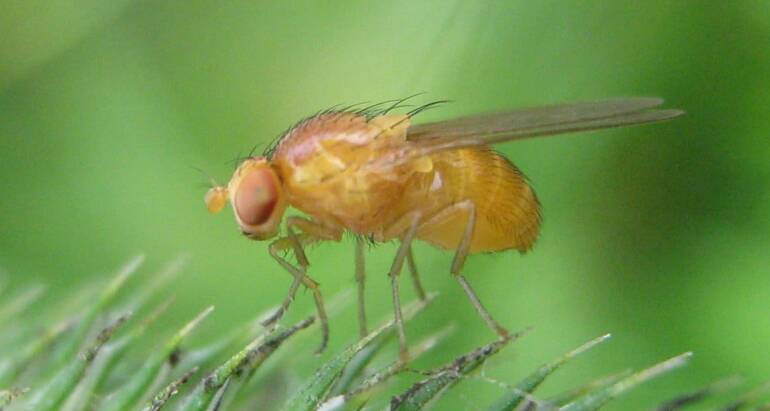 Wywilżnia Karłowata (Drosophila melanogaster) – mały owady o wielkim znaczeniu – muszka owocówka