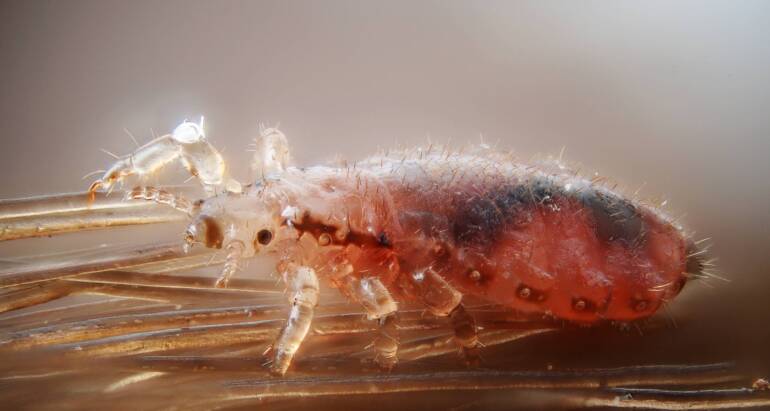 Wesz Ludzka (Pediculus humanus) – Charakterystyka i Zwalczanie