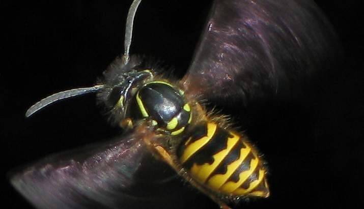Osa Pospolita (Vespula vulgaris) – Charakterystyka i Znaczenie