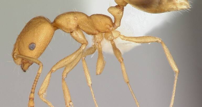 Mrówki faraona. Jak się ich pozbyć z domu? Czy ugryzienie jest niebezpieczne?