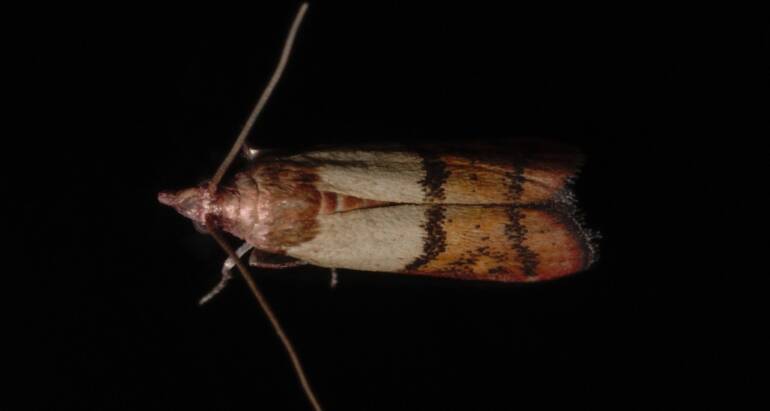 Omacnica spichrzanka: Groźny szkodnik magazynowy i domowy