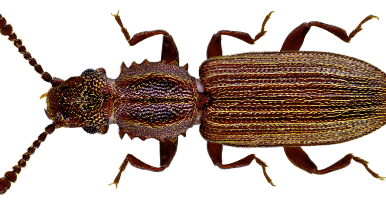 Spichrzel surynamski