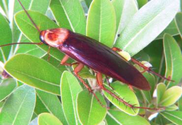 Przybyszka amerykańska