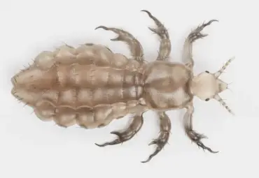 Clothes louse