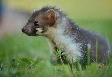 Jak pozbyć się kuny? Metody odławiania kun