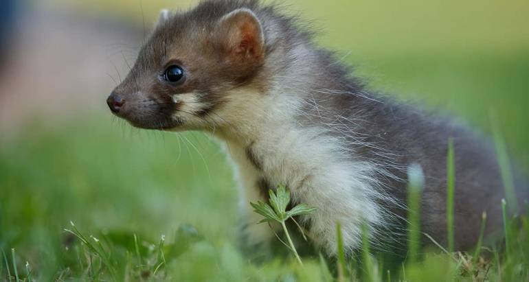 Jak pozbyć się kuny? Metody odławiania kun