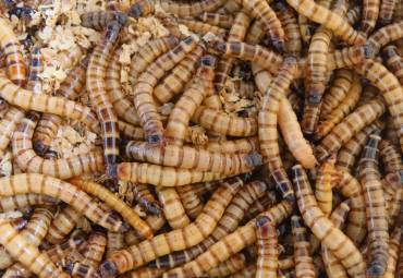 Jak pozbyć się drewnojadów?