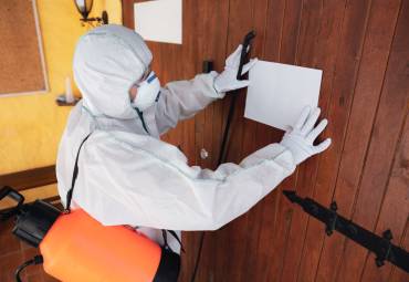 Wszystkie rodzaje pluskiew – mini przewodnik po insektach