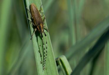 Spichlerz orzechowiec