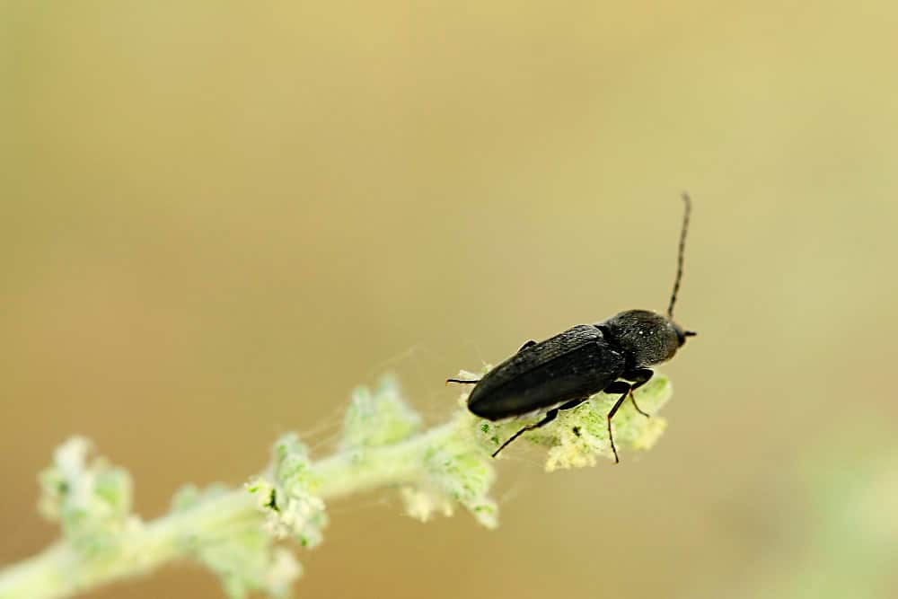 Black vine weevil, or ‘black worm’ in the house