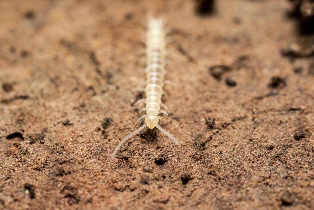 Stubborn soil pests. How do I get rid of nematodes?