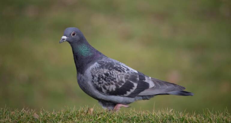 Sprzątanie po gołębiach